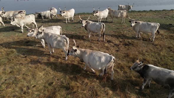 Cow Herd 67