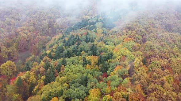 Forest In Autumn Aerial Images
