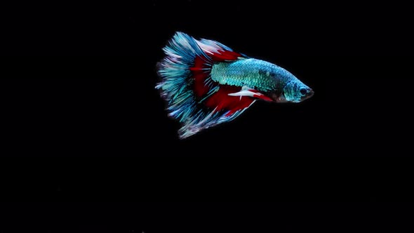 Blue and red color Siamese fighting fish