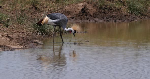 Grey Crowned Crane, balearica regulorum, Adult standing in waterhole, Eating Insects