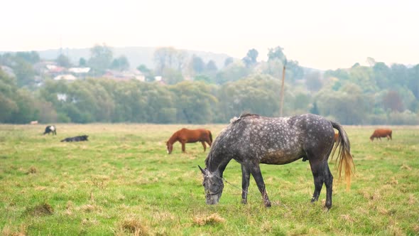 Beautiful gray horse grazing in summer field. Green pasture with feeding farm stallion.