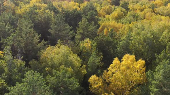 The Drone Is Flying Over the Autumn Forest