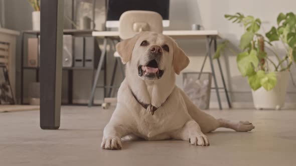 Cute Labrador in Office