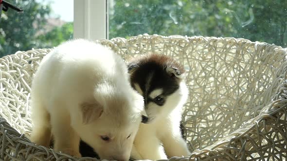 Group Of Siberian Husky Puppies Sitting On White Wicker Chair Under Sunlight