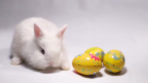 White rabbit isolated on white background, spring holidays, beautiful rabbit