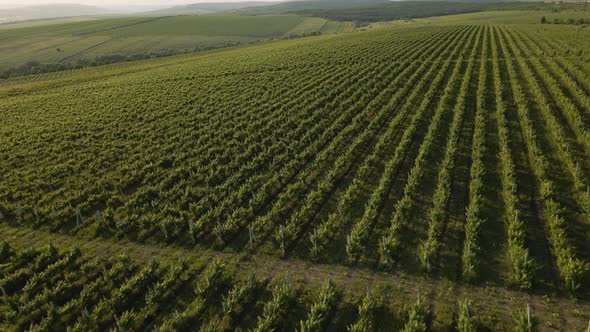 Cinematic Aerial Footage of Vineyards