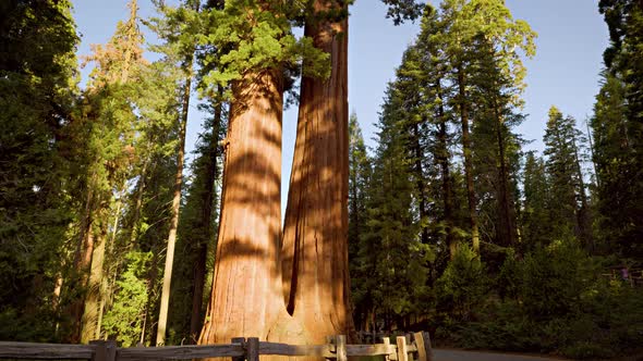 Giant Sequoia trees in Kings Canyon National Park