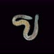 Aulophorus sp worm under a microscope, family Naididae - VideoHive Item for Sale