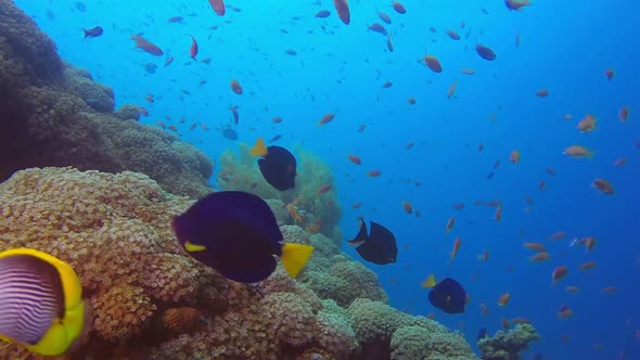 Tropical Reef with Colorful Fishes