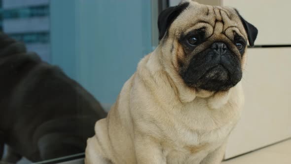 Closeup Portrait of the Pug