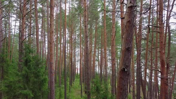 Flying Through Evergreen Coniferous Pine Forest. Aerial View