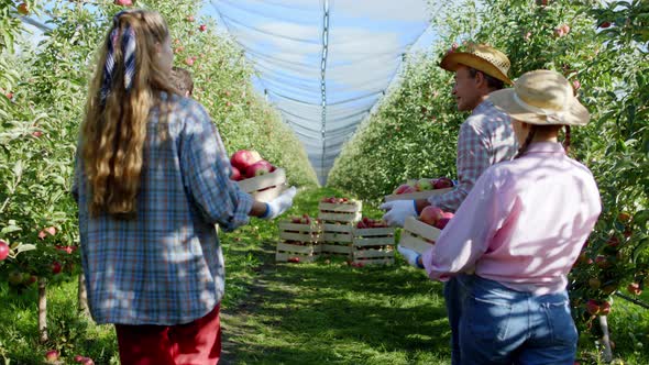 Walking in the Apple Orchard Group of Countryside