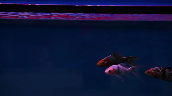 Shubunkin fish swimming backward and forward through frame in it's freshly set aquarium tank.