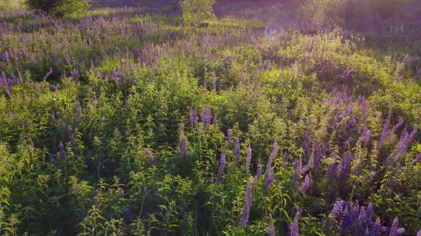 Flight Over a Field with Flowers at Sunset