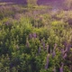 Flight Over a Field with Flowers at Sunset - VideoHive Item for Sale