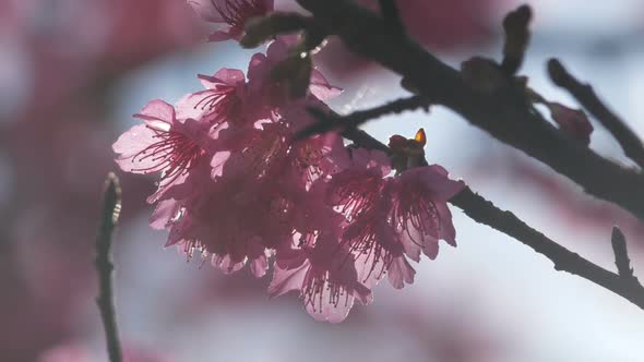 Sakura