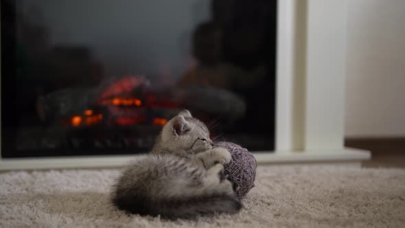 Baby Playing with Cat