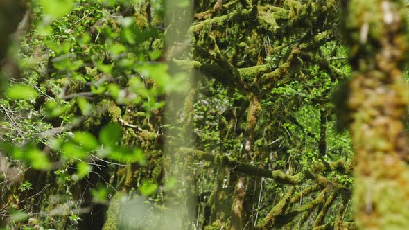 Camera moving up along the trunk in a dense tropical forest with a lot of trees and bushes