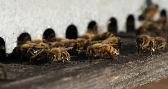 Bees flying around the hive