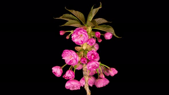 Time Lapse of Beautiful Opening Pink Sakura Flowers Bunch