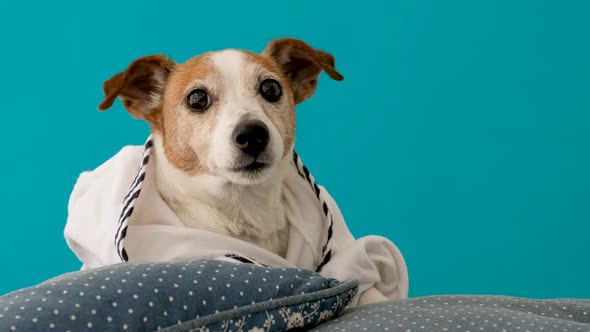 Dog on Pillows and in a Bathrobe