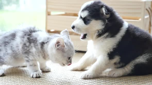 Cute Tabby Kitten Kissing Puppy In A Room Slow Motion