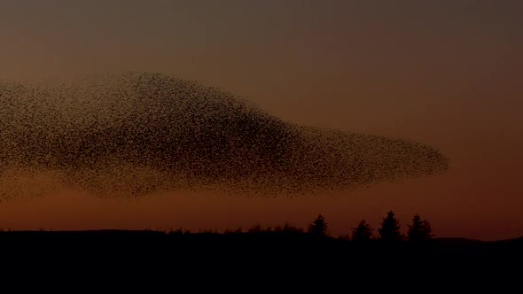 Starling murmuration against the clear orange evening sky, making incredible shapes as the birds swo