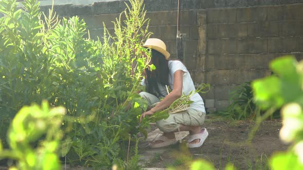 Woman harvesting broad beans from garden vegetable patch