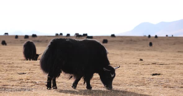 Tibet yak eating grass on winter high altitude prairie