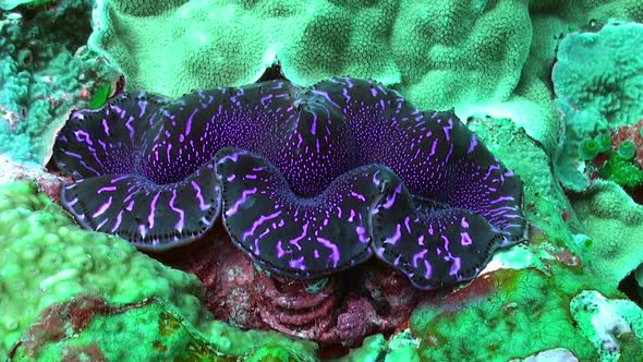 close up of a purple giant clam