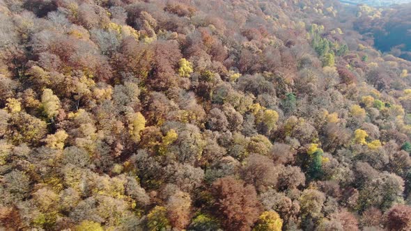 Drone over a forest with colorful trees in autumn