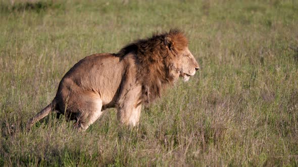 Adult Lion Defecates In African Savanna Wildlife Side View