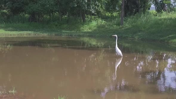 great white heron in water