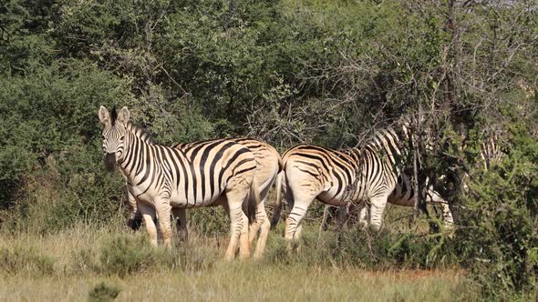 Plains Zebras In Natural Habitat - South Africa