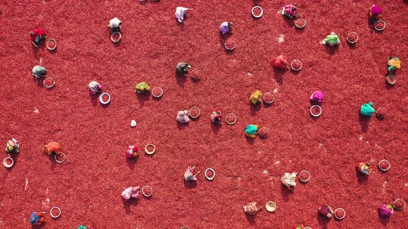 Aerial view of few people working in farm, Sariakandi, Rajshahi, Bangladesh..