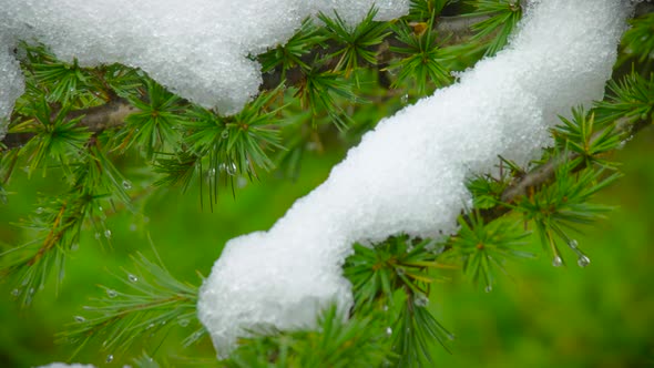 Snow On Branches