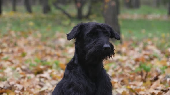Black Giant Schnauzer Poses for the Camera on a Blurred Background of an Autumn Park