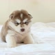 Cute Siberian Husky Puppy Sitting On White Bed - VideoHive Item for Sale