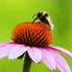 A bee sits on an echinacea flower and washes. Pollination of a flower close-up. - VideoHive Item for Sale