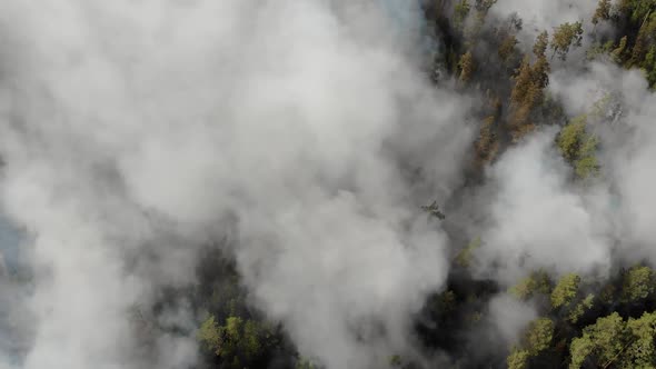 Top View of an Invincible Forest Fire