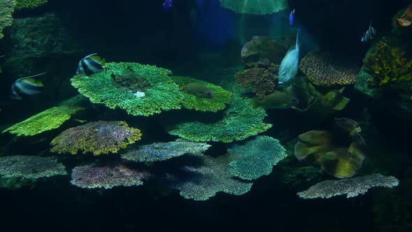 School of Fish of Various Species Swimming in Clean Blue Water of Large Aquarium. Marine Underwater