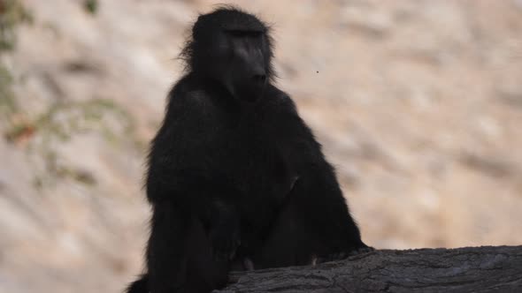 Chacma baboon sitting on a tree trunk and touching his hand