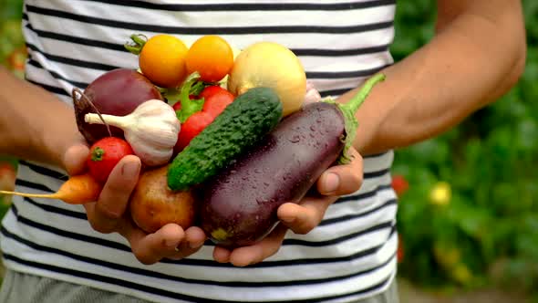 Male Farmer with a Harvest of Vegetables