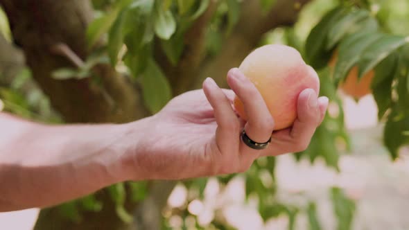 Close up of hand holding a peach