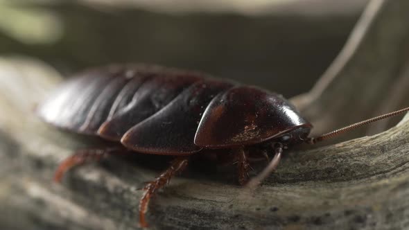 A Large Dark Cockroach Sits on a Tree Trunk