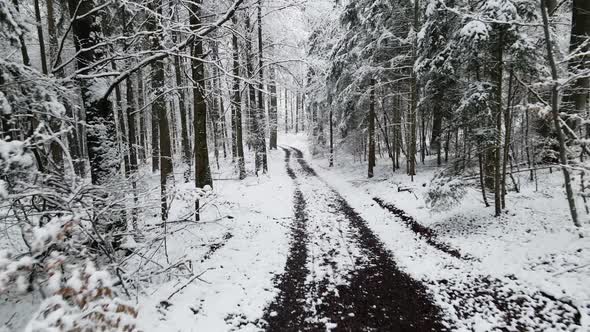 Small road in the woods