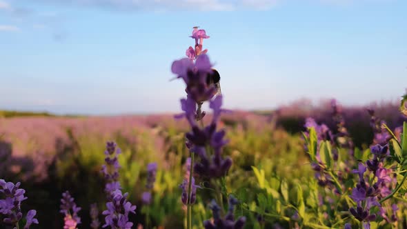 Close up view of diligent bumblebee collecting pollen in a blooming lavender field