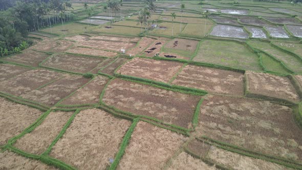 Aerial view of morning in rice field Bali in traditional village