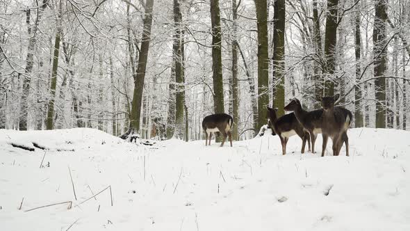 Fallow deer herd standing motionless in falling snow in winter forest.
