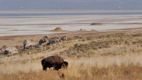 Large male American bison or buffalo grazing on the grass with the salt flats of Antelope Island, Ut